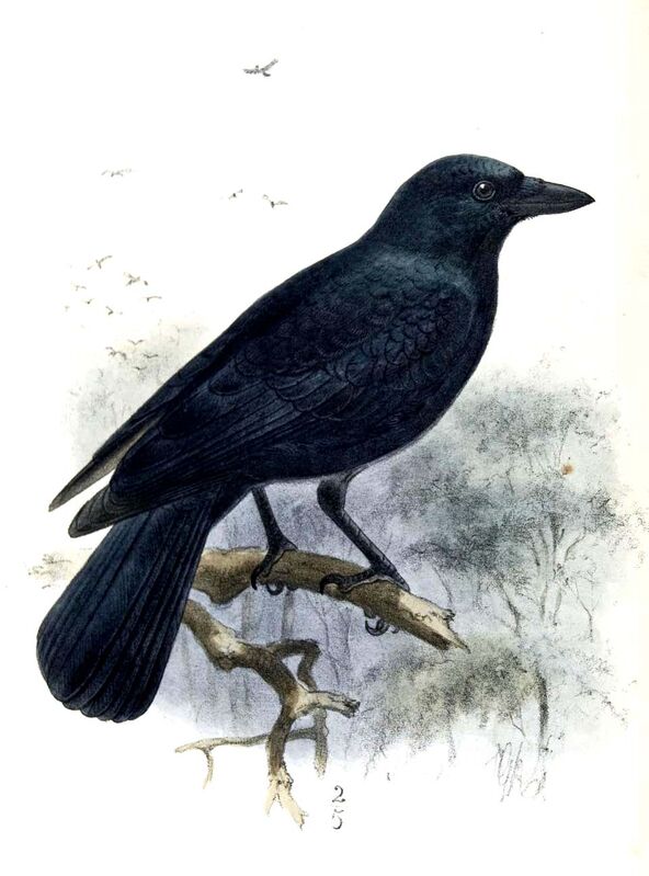 New Caledonian Crow, identification