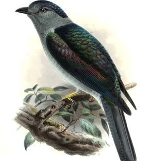 Cuckoo Roller