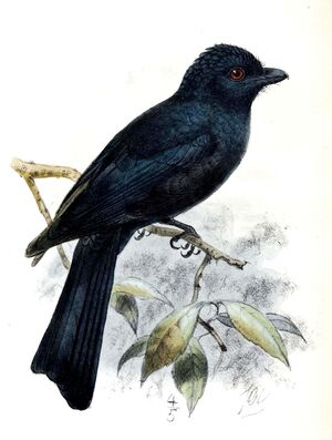 Pygmy Drongo