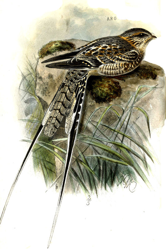 Scissor-tailed Nightjar