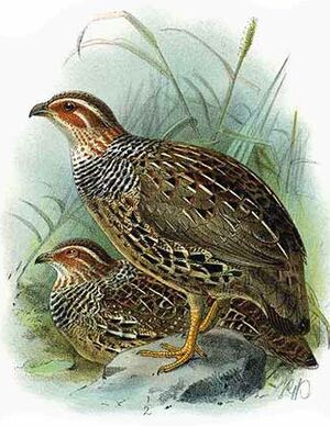 Francolin à collier