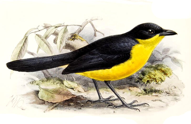 Yellow-breasted Boubou