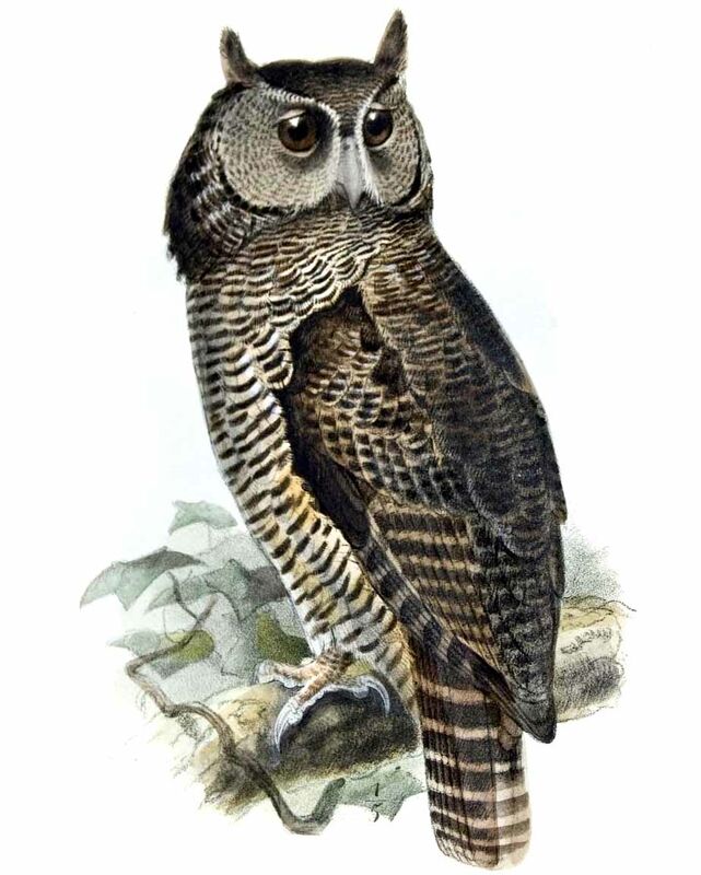 Shelley's Eagle-Owl