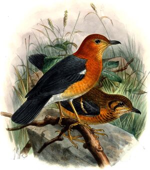 Grive à tête orange