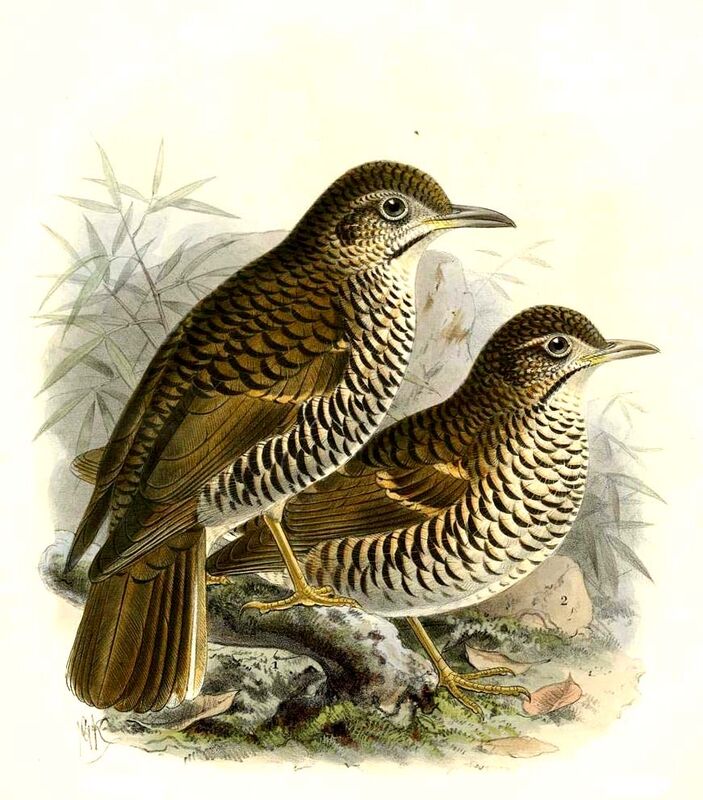 Russet-tailed Thrush