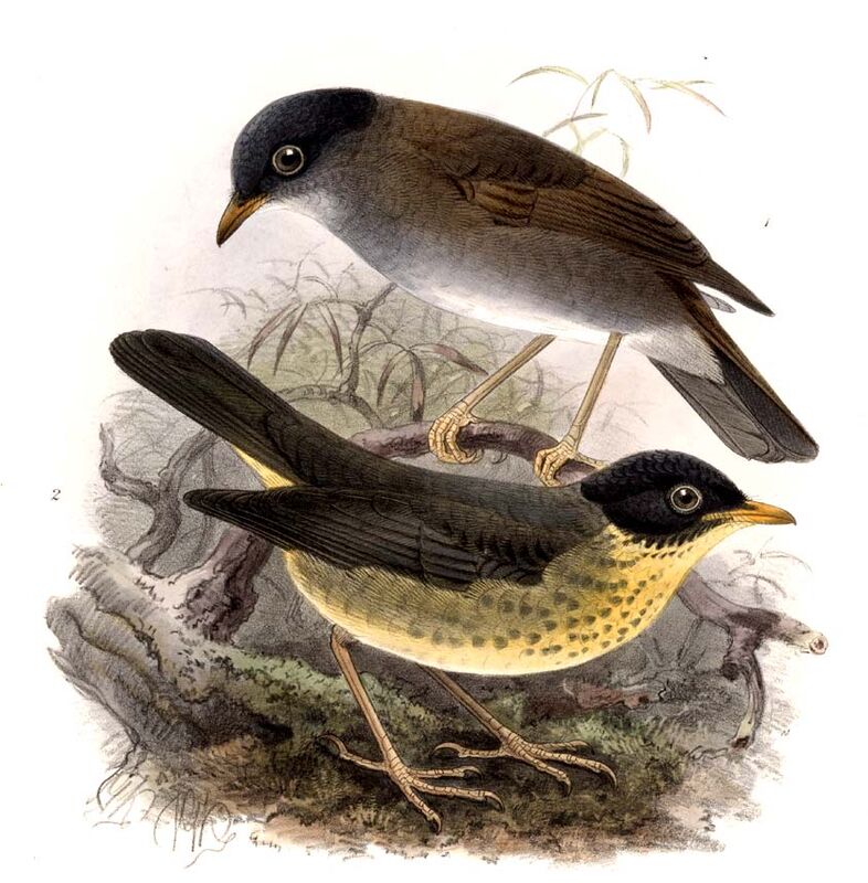Yellow-throated Nightingale-Thrush