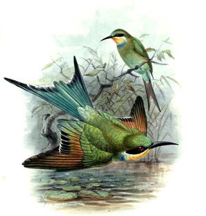 Swallow-tailed Bee-eater