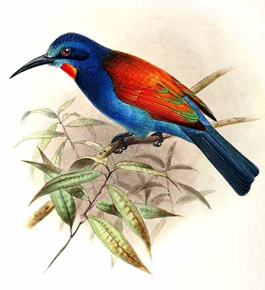 Blue-headed Bee-eater
