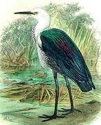 White-necked Heron