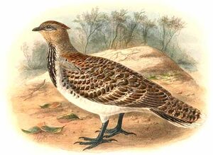 Malleefowl