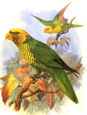 Loriquet jaune et vert