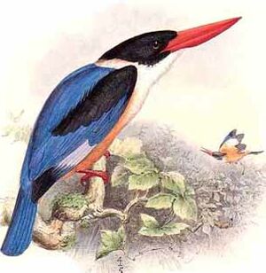 Black-capped Kingfisher