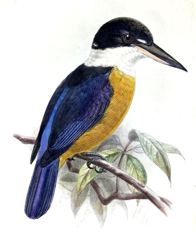 Vanuatu Kingfisher