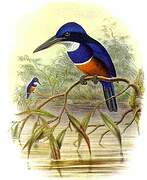 Blue-black Kingfisher