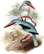Woodland Kingfisher (cyanoleuca)