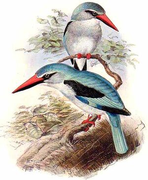 Angola Kingfisher
