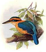 Cinnamon-banded Kingfisher