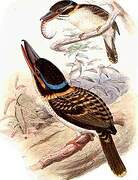 Hook-billed Kingfisher