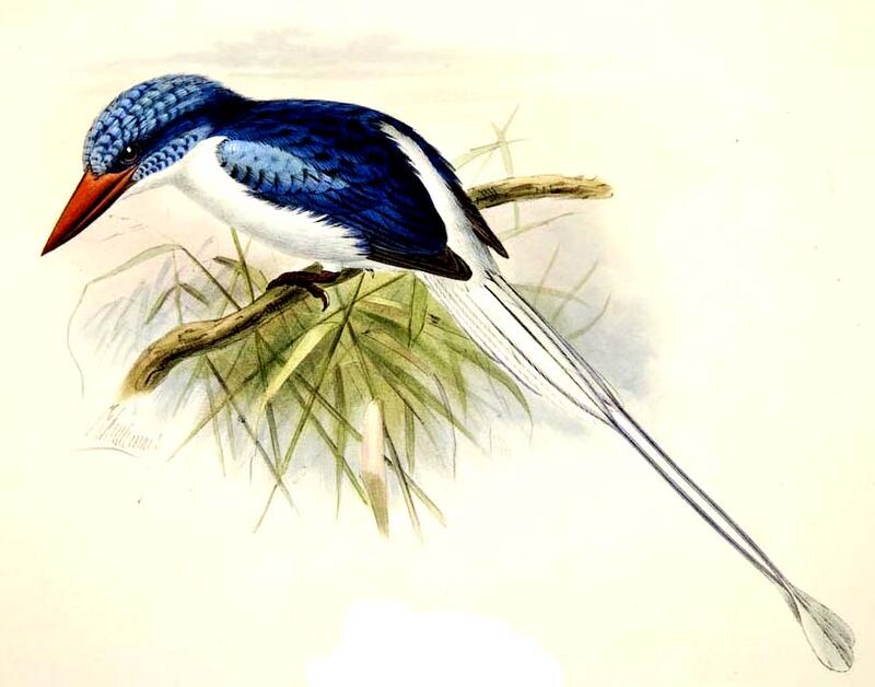 Biak Paradise Kingfisher