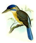 Hombron's Kingfisher