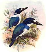 Blue-and-white Kingfisher