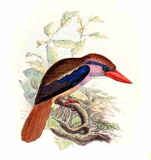 Lilac Kingfisher