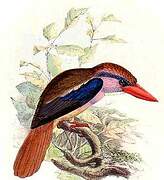 Sulawesi Lilac Kingfisher