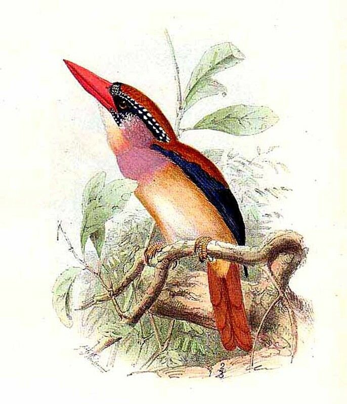 Sulawesi Lilac Kingfisher