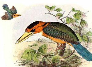 Yellow-billed Kingfisher