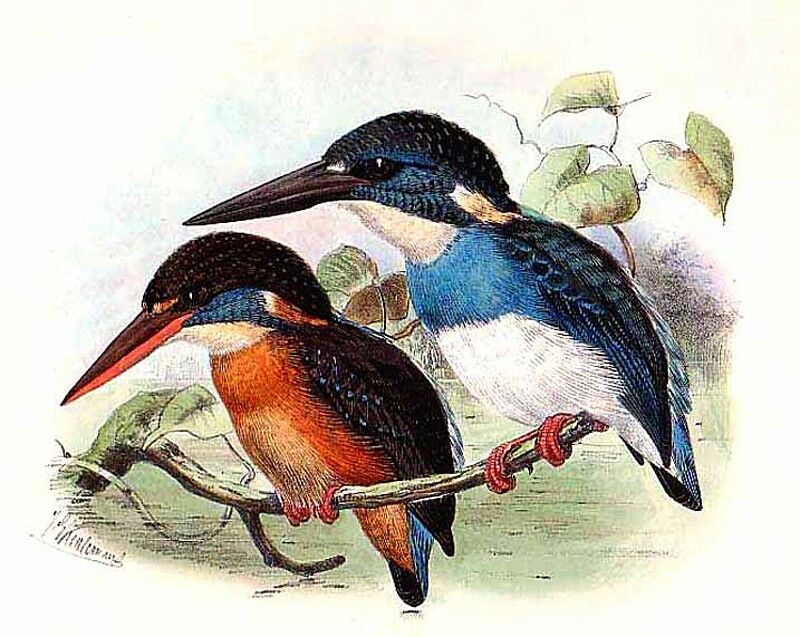 Javan Blue-banded Kingfisher