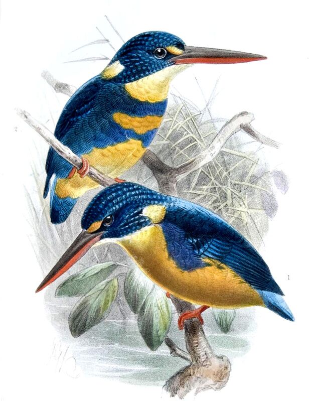 Indigo-banded Kingfisher
