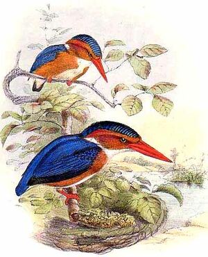 White-bellied Kingfisher