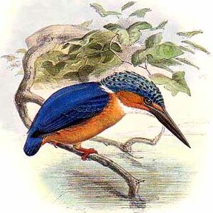 Malagasy Kingfisher