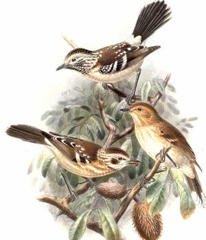 Monarque élépaïo