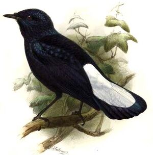 Silktail