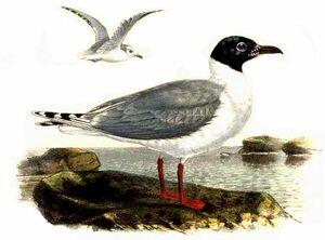 Saunders's Gull