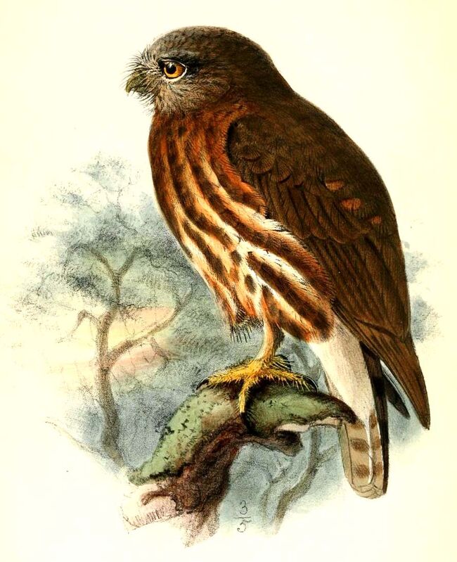 Andaman Hawk-Owl