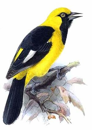 Oriole leucoptère