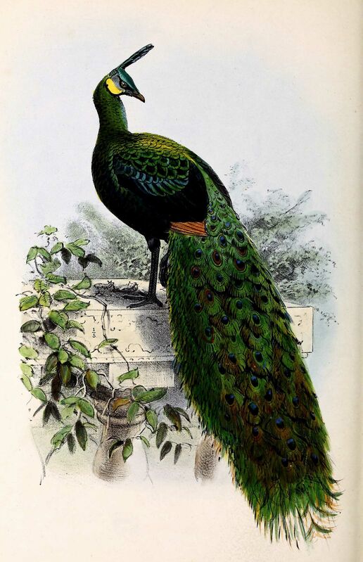 Green Peafowl