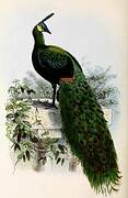 Green Peafowl