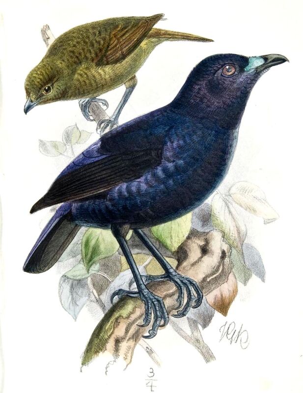 Loria's Satinbird
