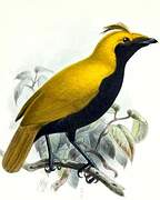 Crested Satinbird