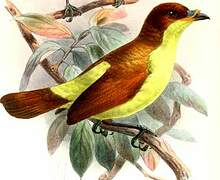 Yellow-breasted Satinbird