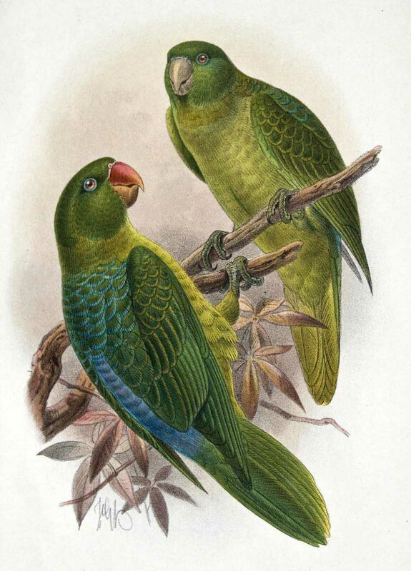 Blue-backed Parrot