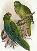 Blue-backed Parrot