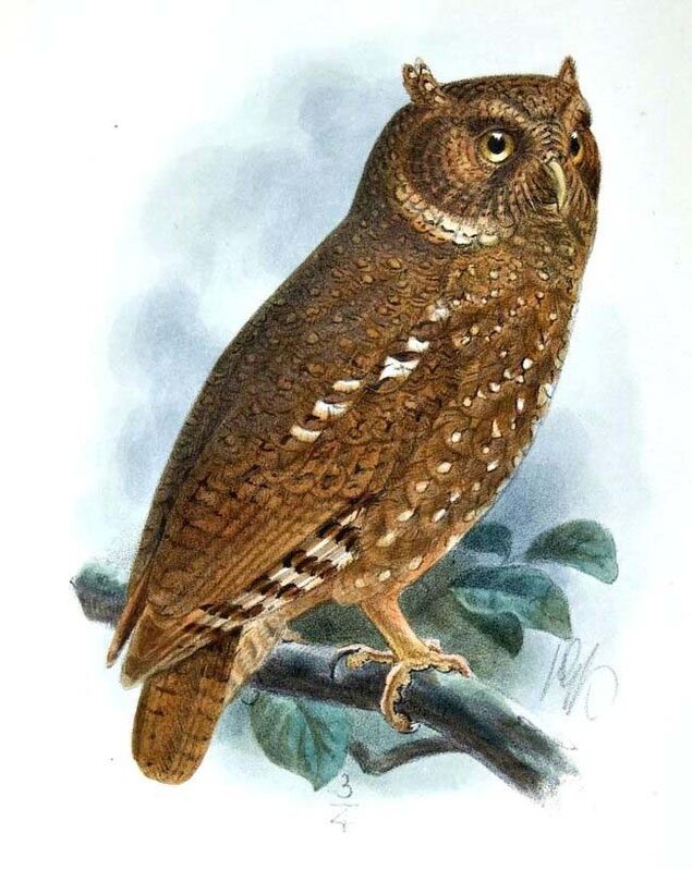 Sandy Scops Owl