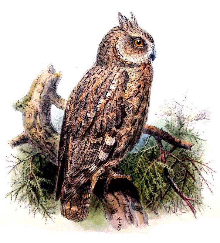 Pallid Scops Owl, identification