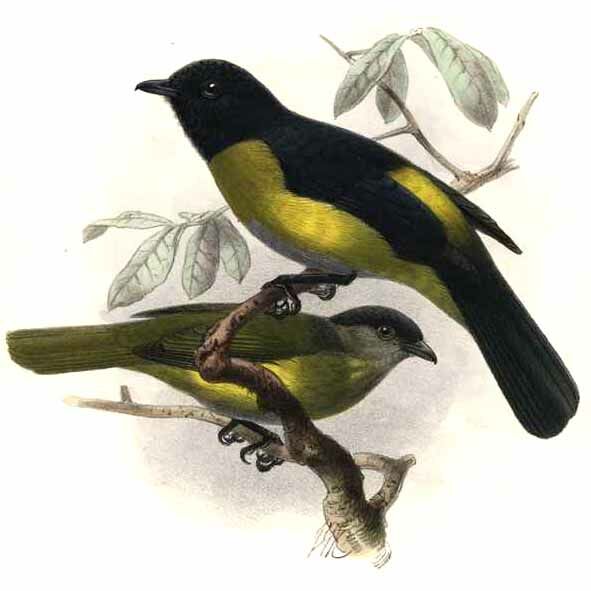 Black-and-yellow Phainoptila