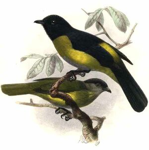 Black-and-yellow Phainoptila