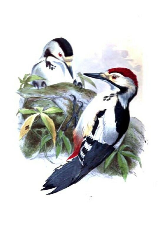 Sind Woodpecker